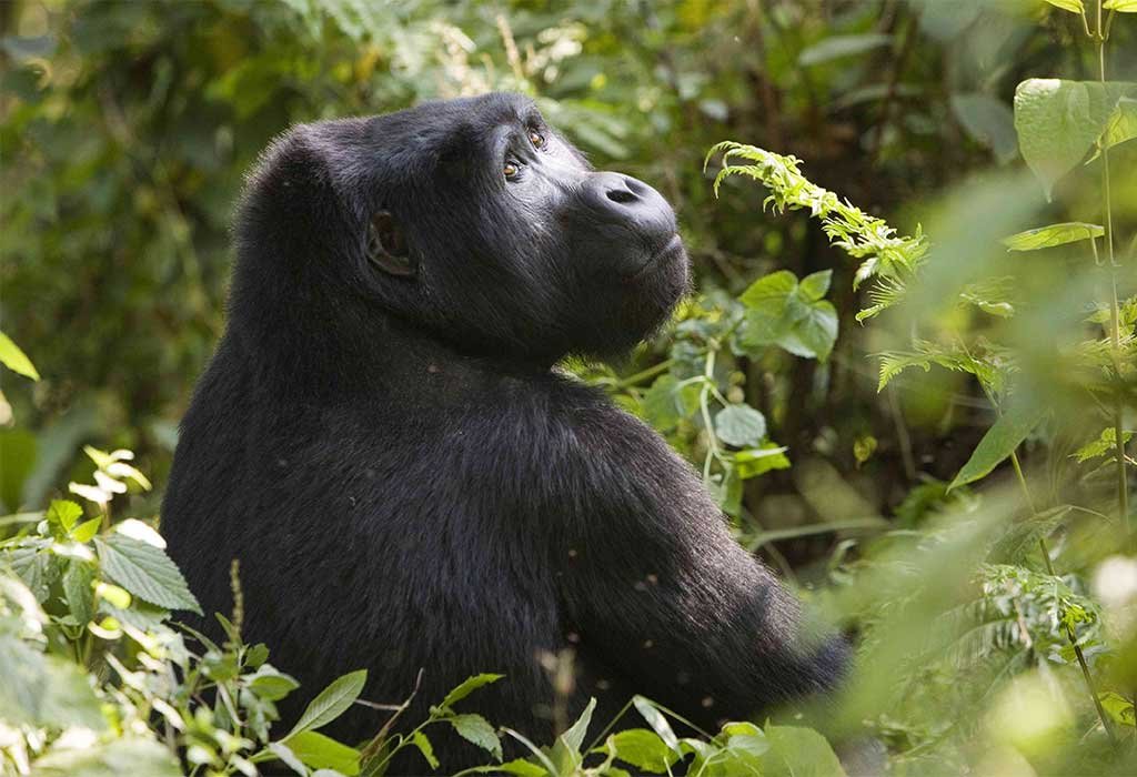 2 Days Gorilla Trekking Safari in Bwindi from Kigali
