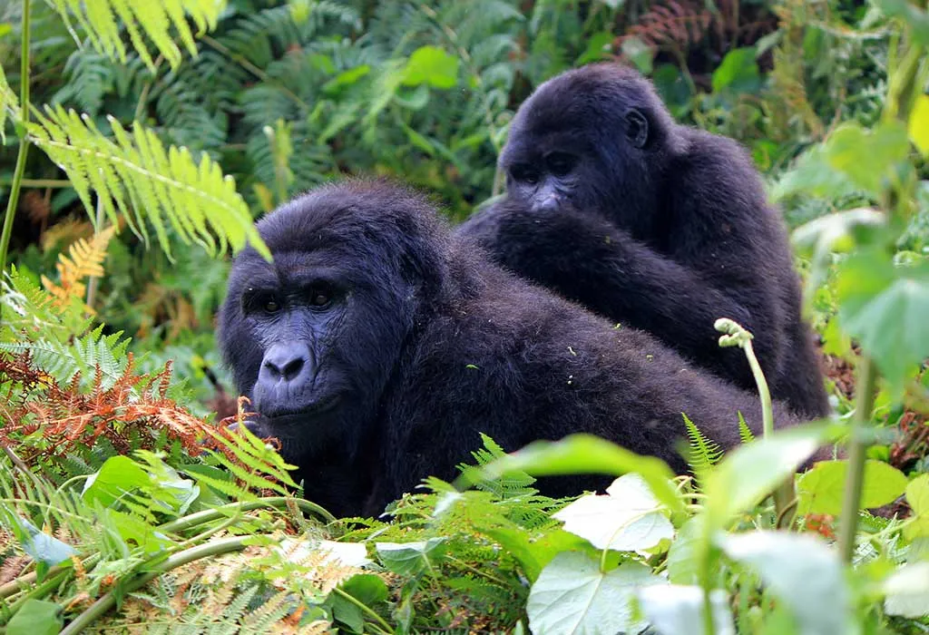 1 Day Gorilla Trekking Safari in Rwanda