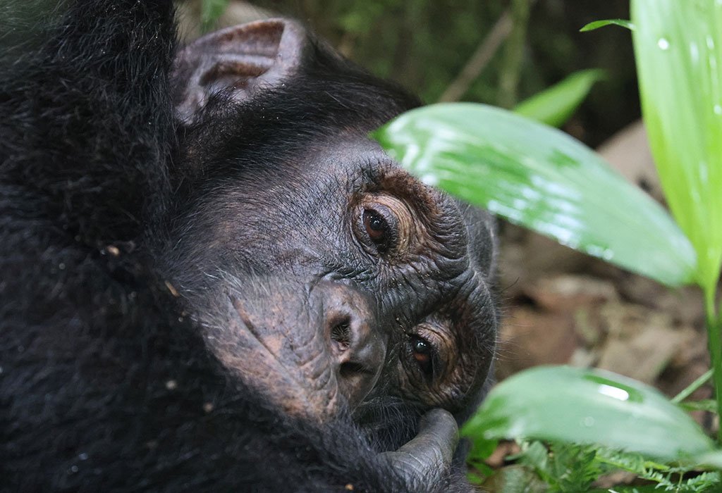 12 Days Uganda and Rwanda Primates & Wildlife Safari