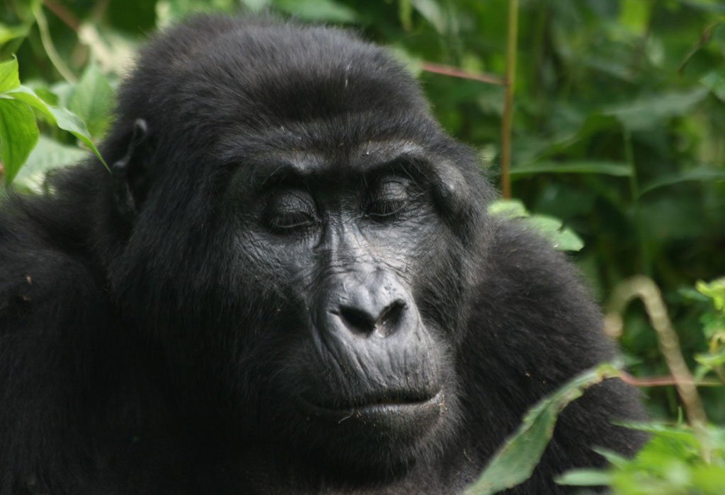 16 Days Uganda Rwanda Gorillas Chimpanzees and Wildlife Safari