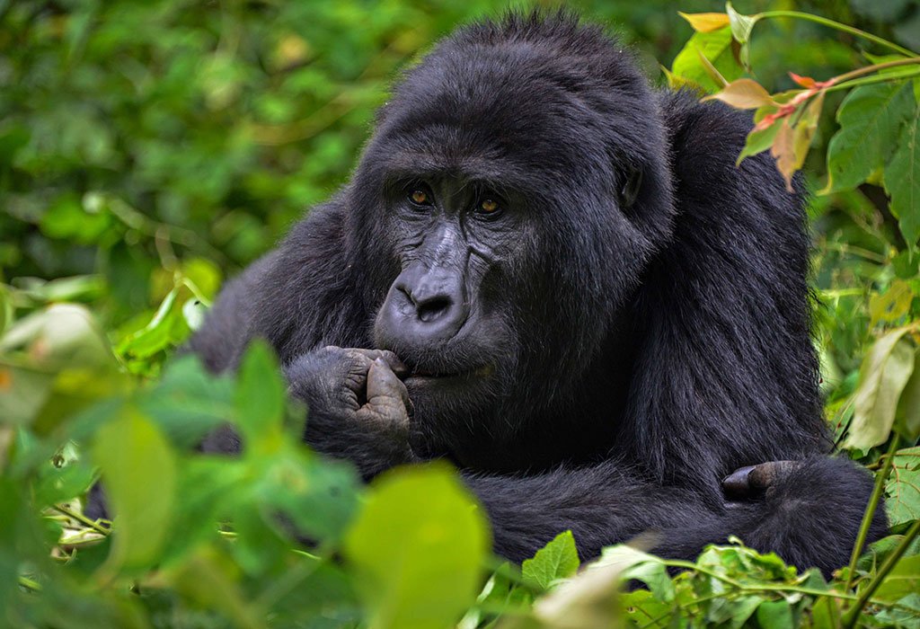 8 Days Uganda Gorillas & Rwanda Golden Monkeys Wildlife Safari